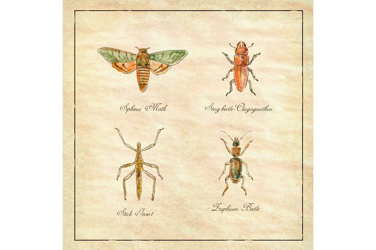 Sphinx Moth, Stag beetle, Stick Insect and Zuphium Beetle example image 1