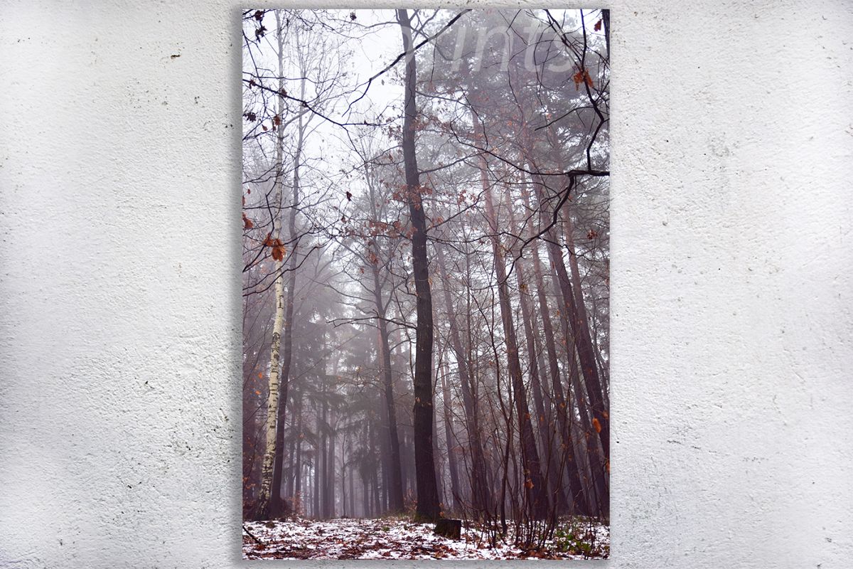 Nature photo, landscape photo, forest photo, winter photo example image 1