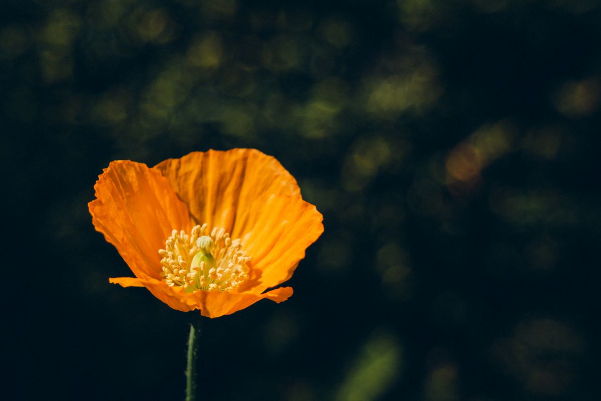 Poppy flower photo 4 example image 1