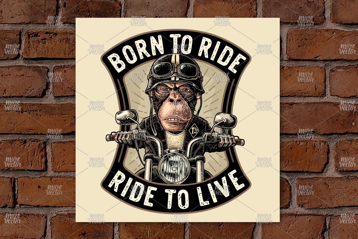 Monkey driving motorcycle rides. Vector vintage engraving example image 1