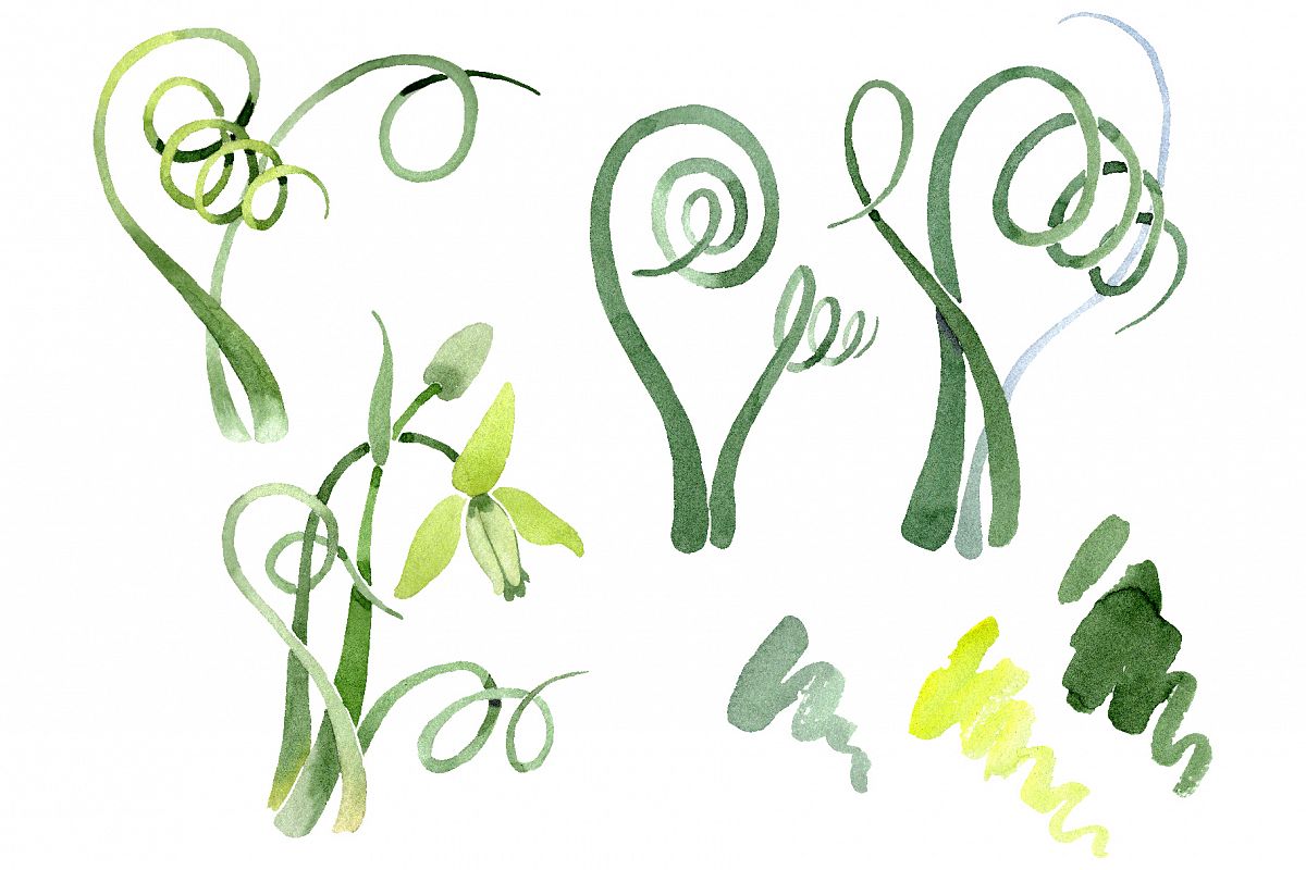 Albuca canadensis Watercolor png example image 1