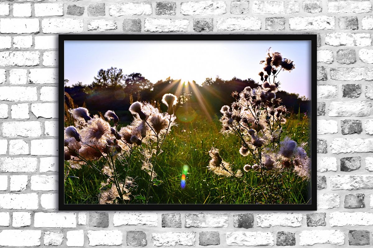Nature photo, landscape photo, floral photo, fluffy grass example image 1