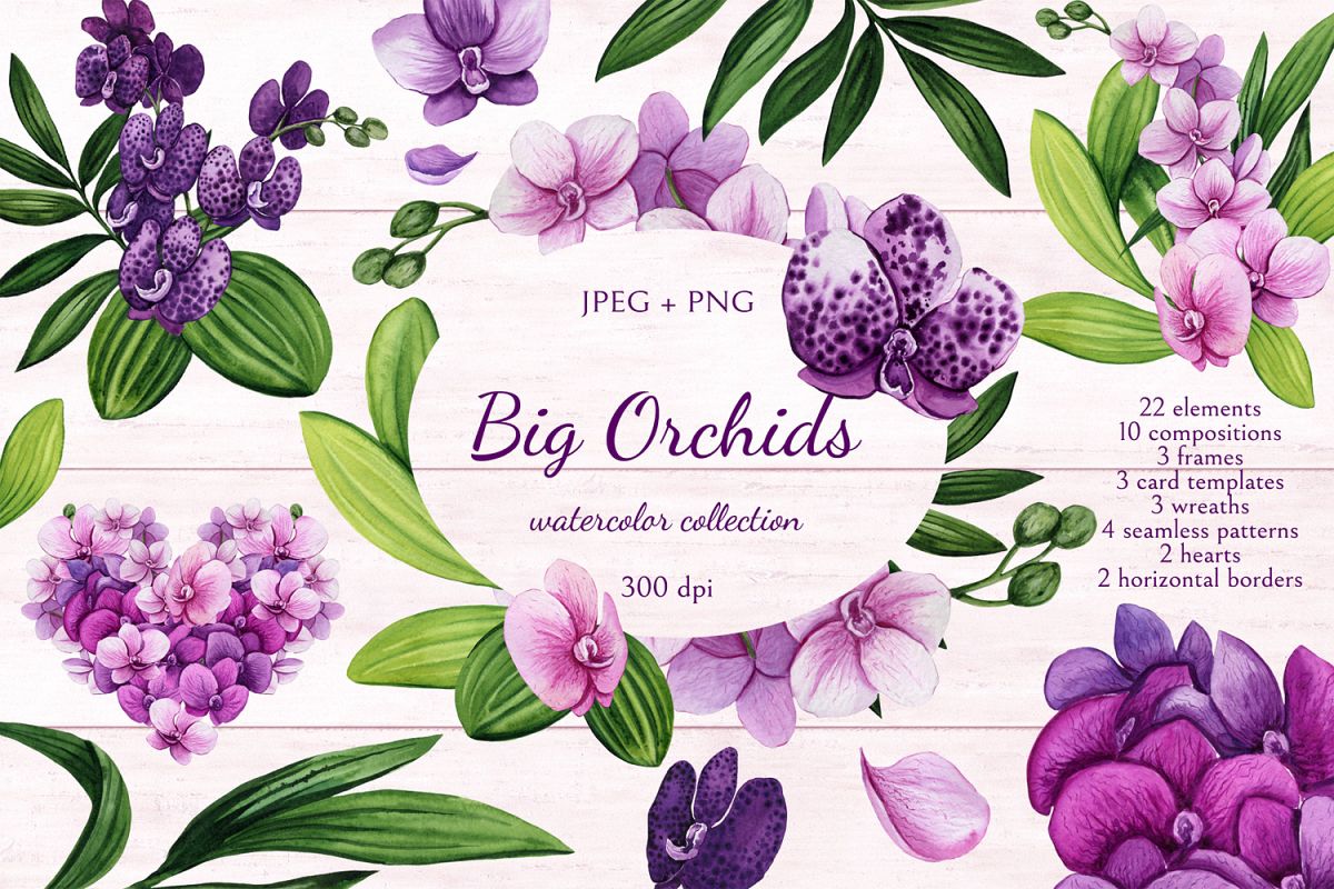 Big Orchids example image 1