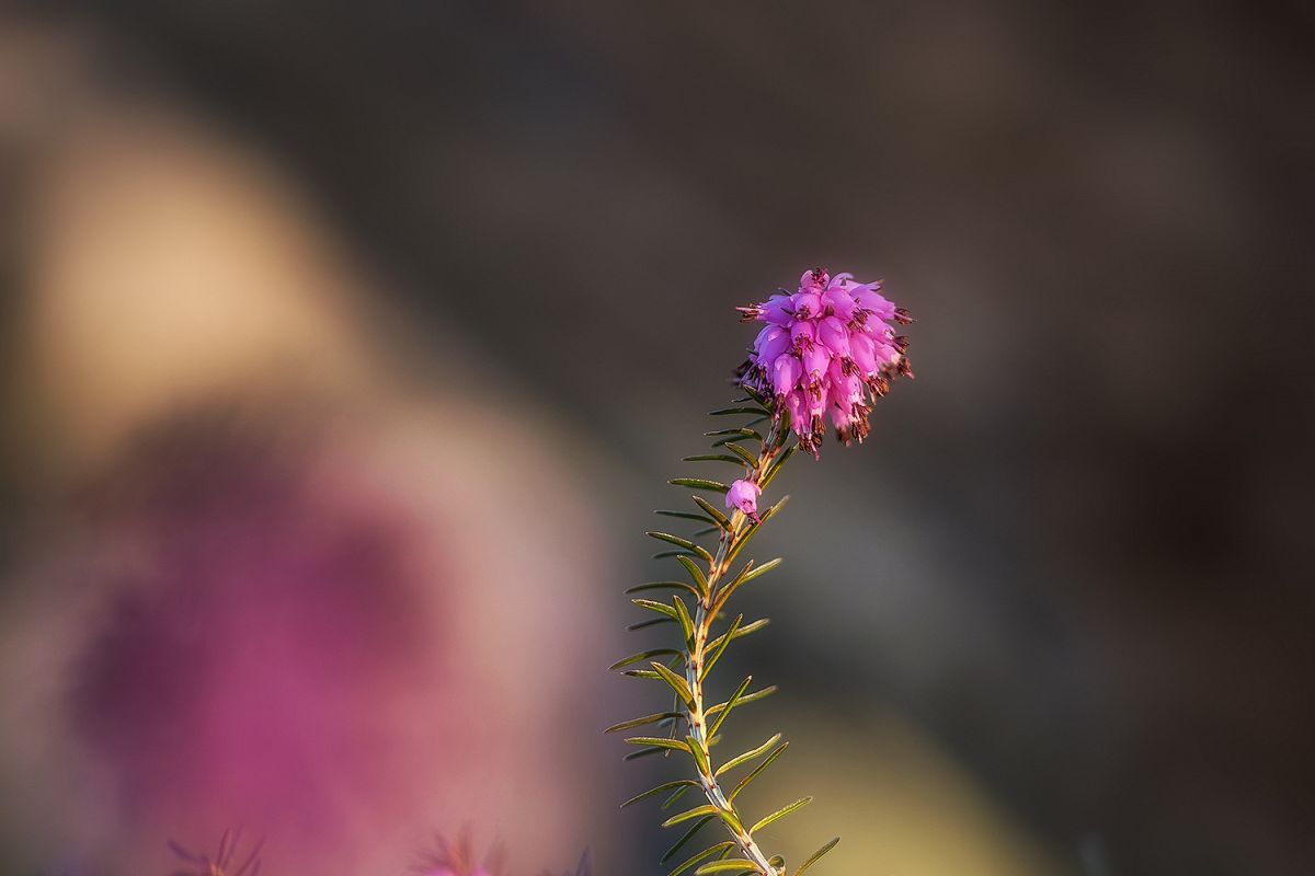 Tiny flower Erica example image 1