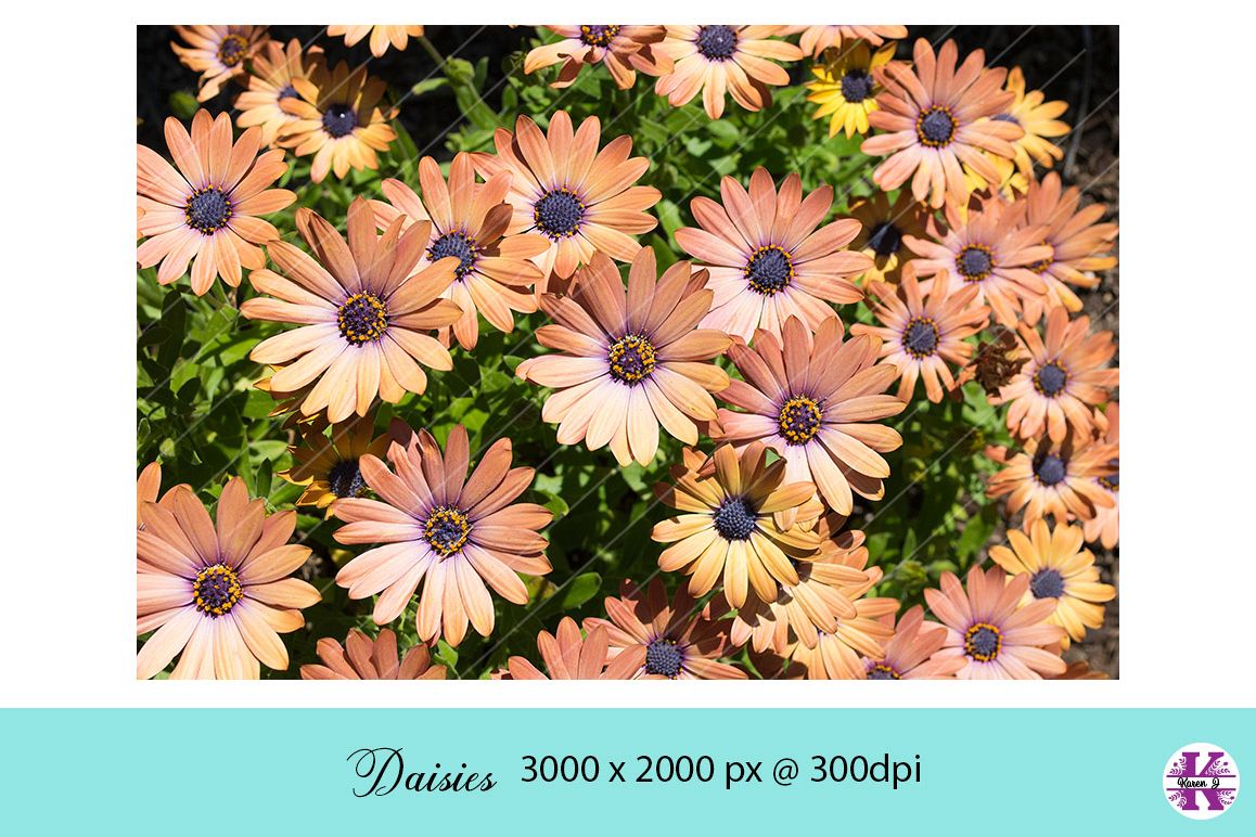 Daisies Photo jpg example image 1