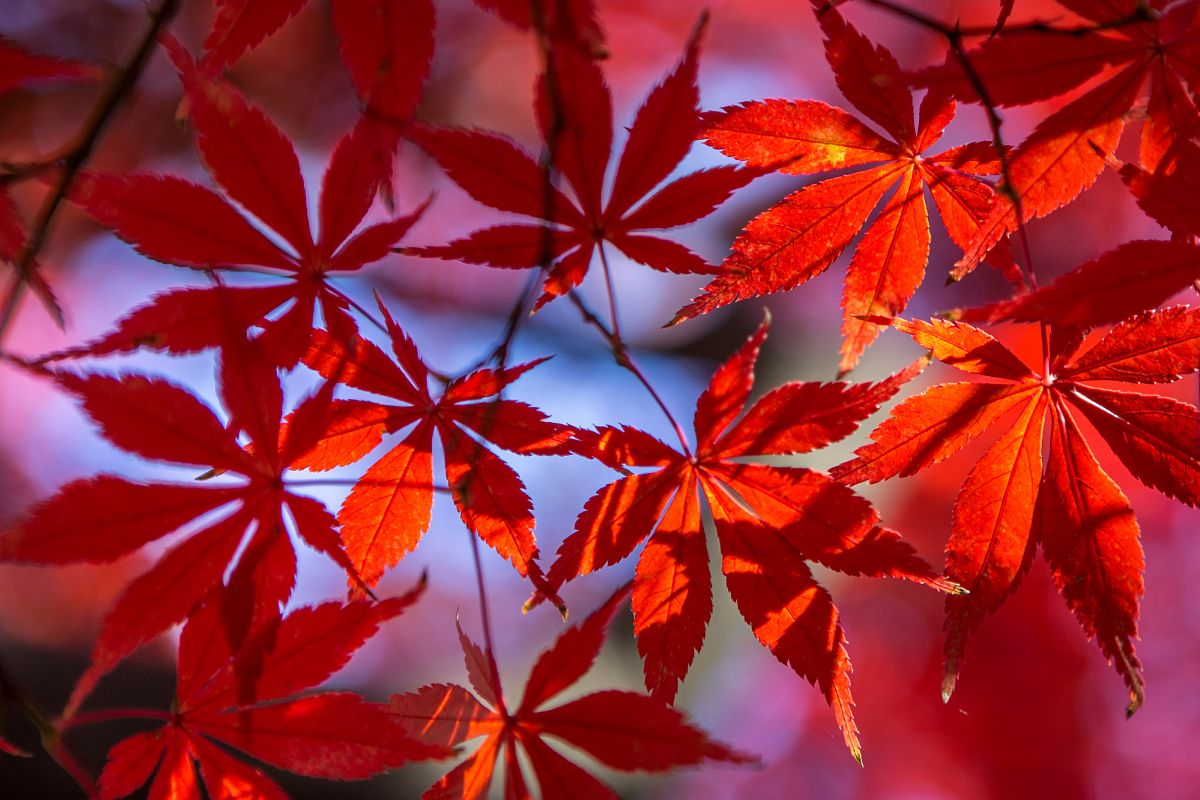 Autumn Leaves #6 example image 1