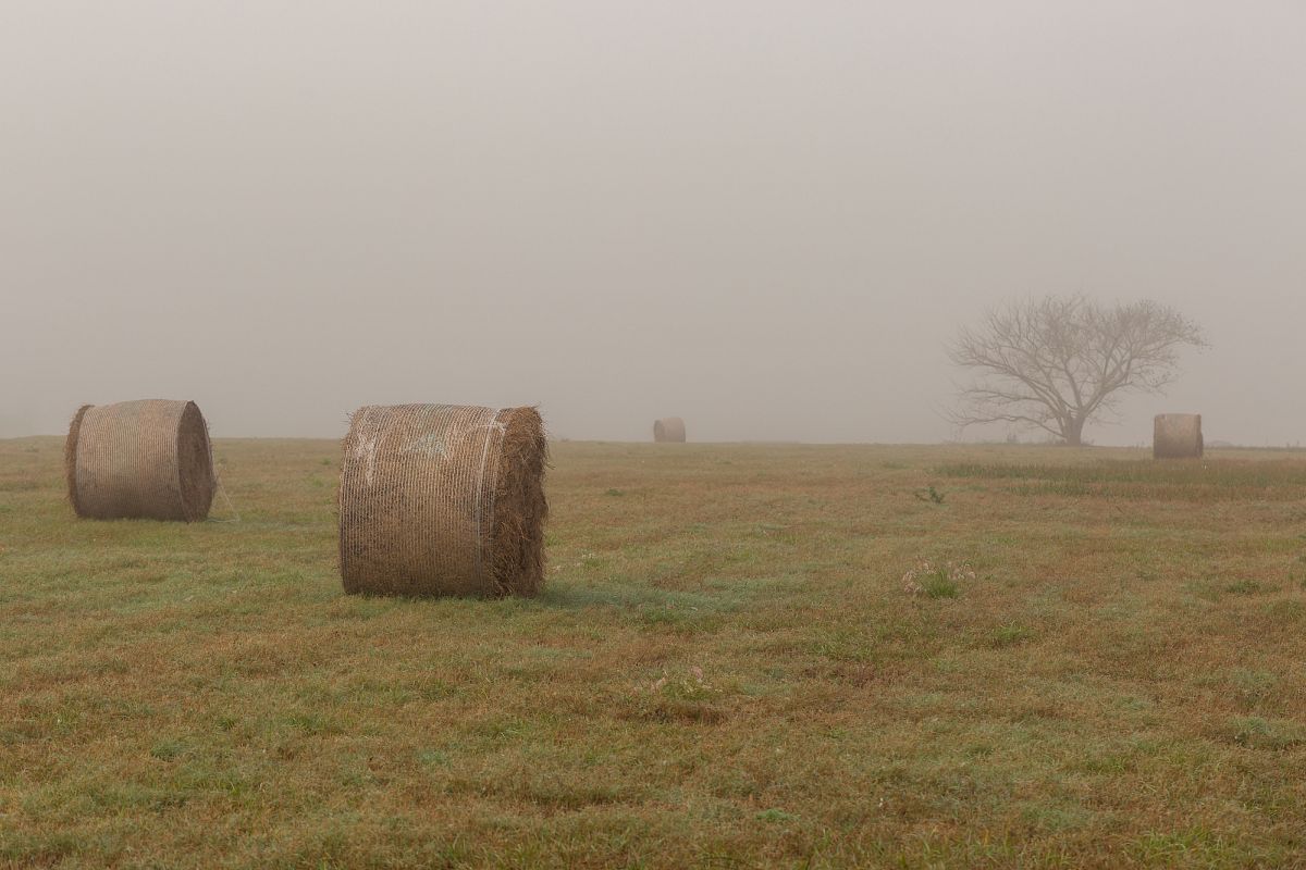 Grass field on a foggy morning example image 1