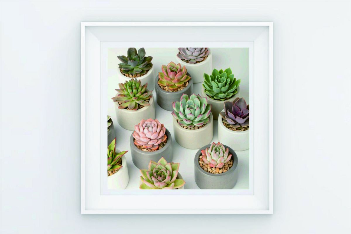 FRAME POSTER ANY CACTIS SECULENT example image 1