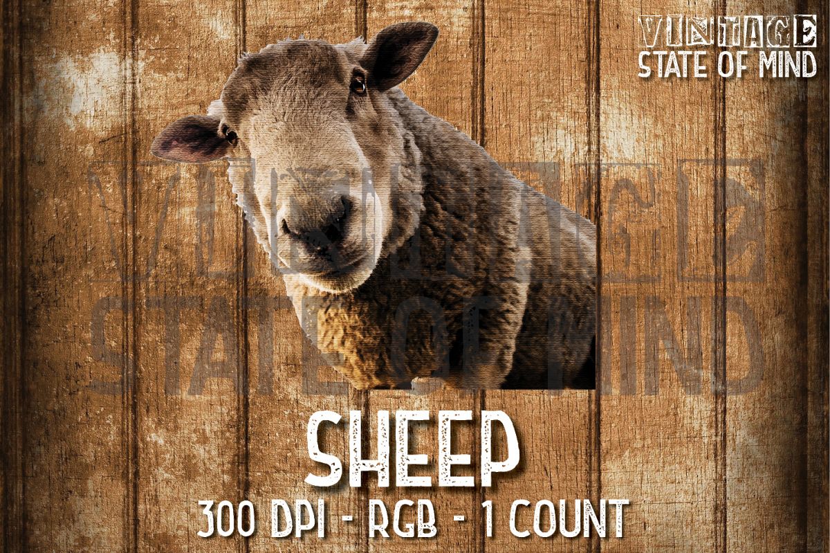 Sheep Sublimation Graphics example image 1