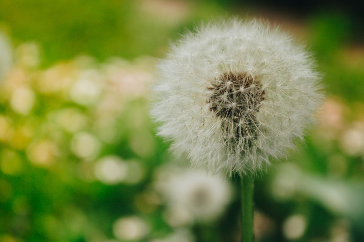 Dandelion photo 2 example image 1