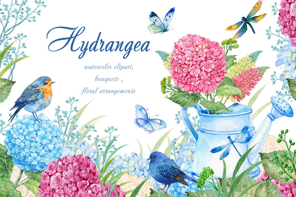 hydrangea watercolor clipart example image 1
