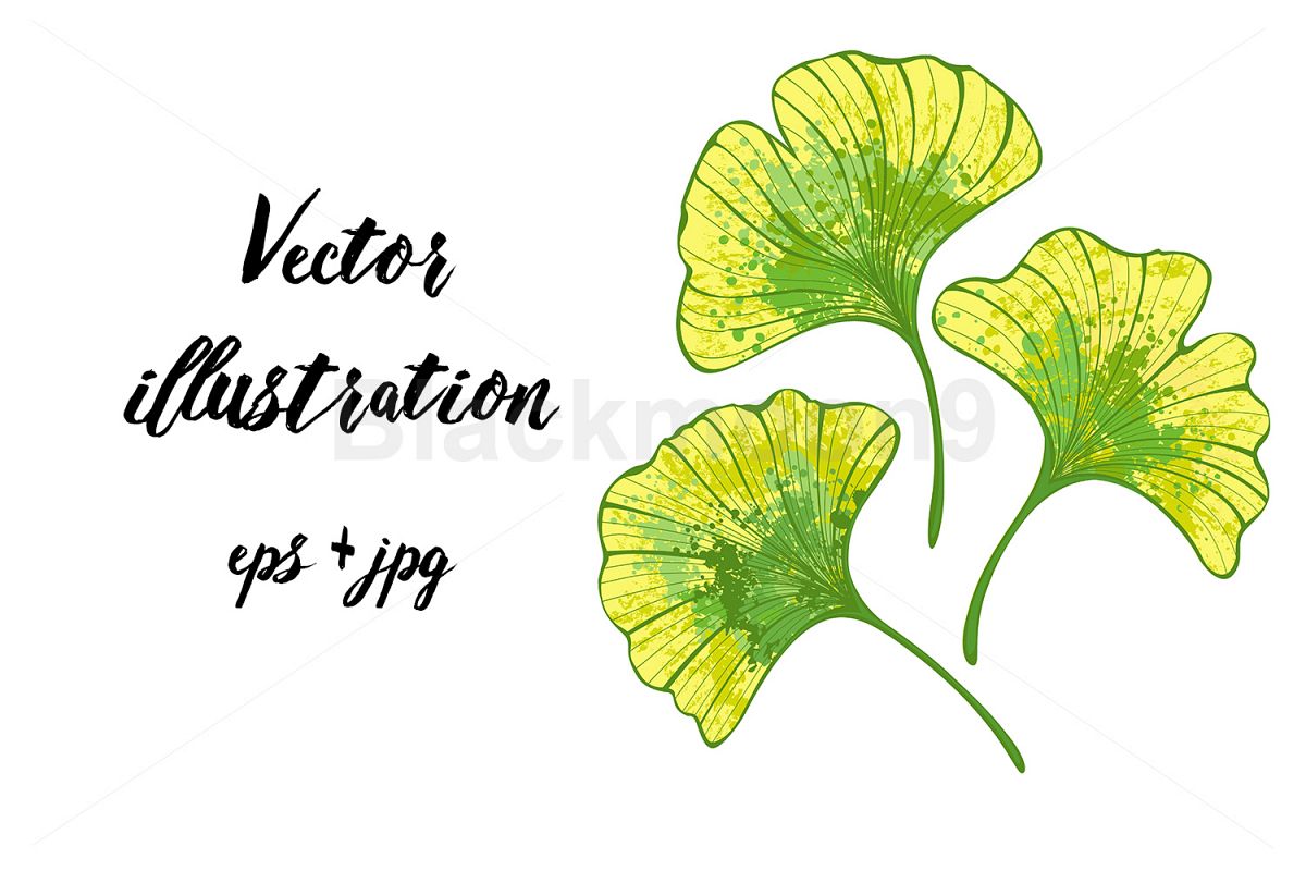 Colorful Leaves of Ginko Biloba example image 1