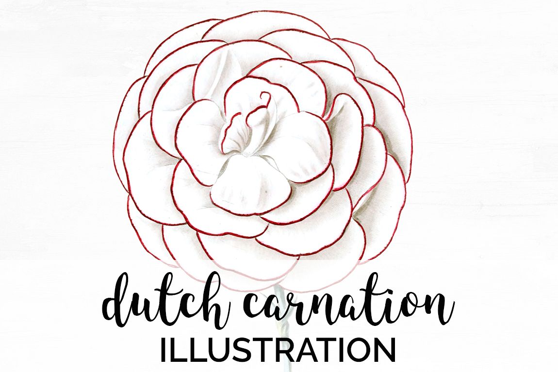 Carnation - Florals - Vintage Dutch Carnation example image 1