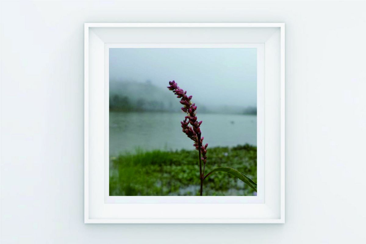FRAME POSTER TREE PLANT ON THE LAKE example image 1