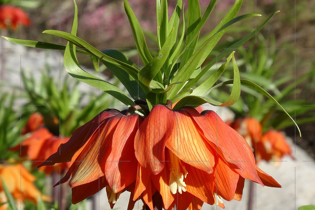 Rare Flower example image 1