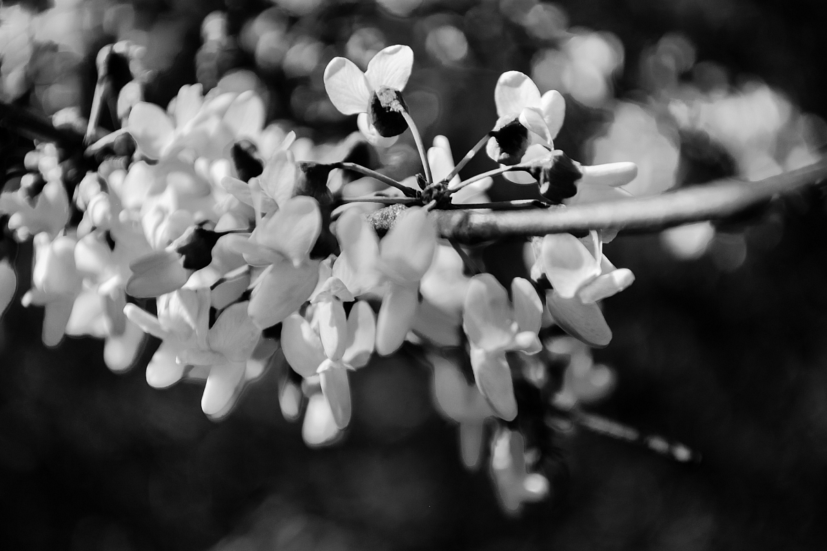 Spring Flowers Black and White example image 1