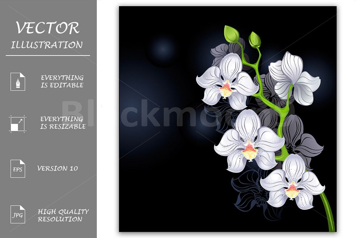 White Orchids example image 1