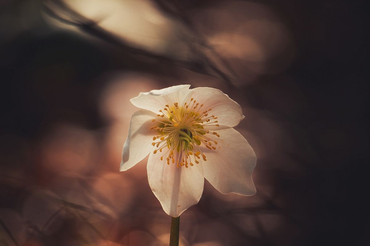 Flower with blurred background example image 1