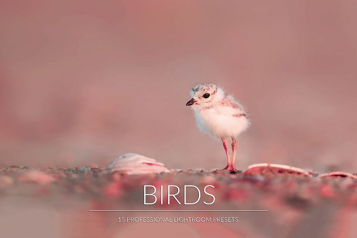 Birds Lr Presets example image 1