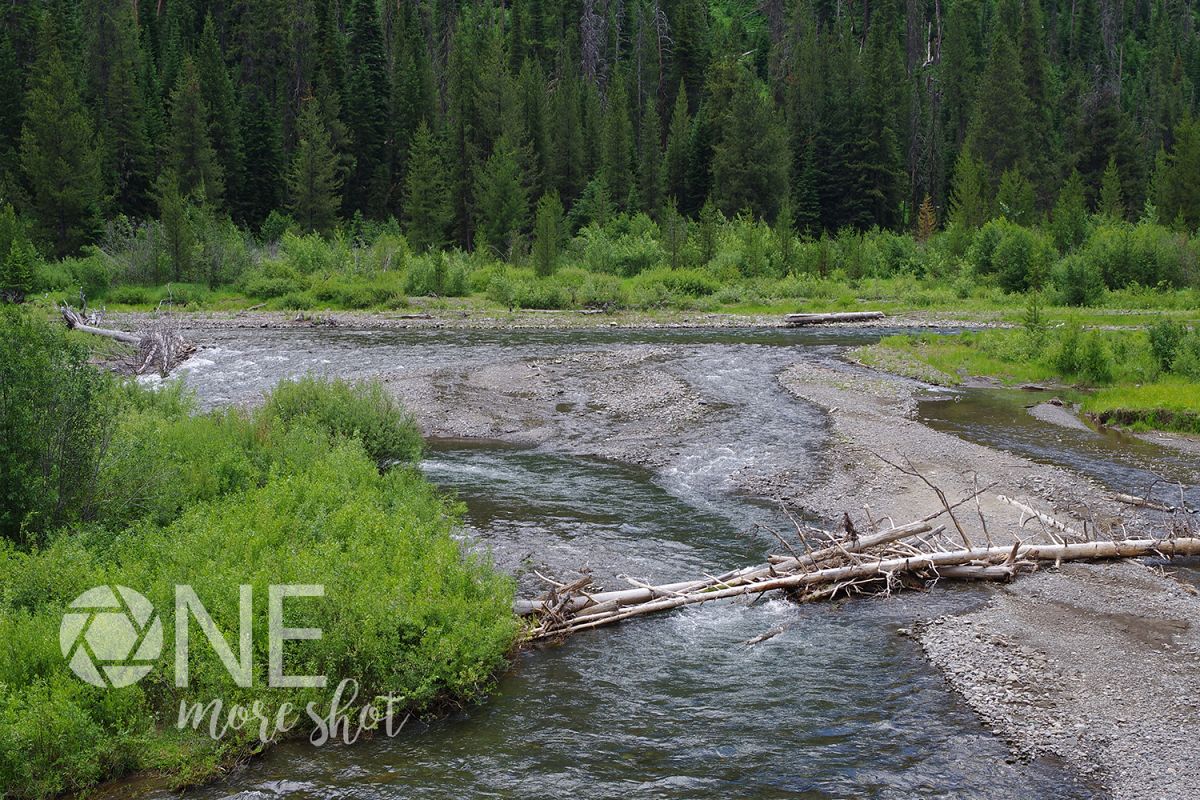 Yellowstone National Park River Trees - Western USA Photo example image 1