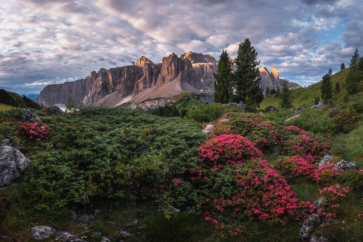 Rhododendron flowers above the Val Gardena mountain pass example image 1