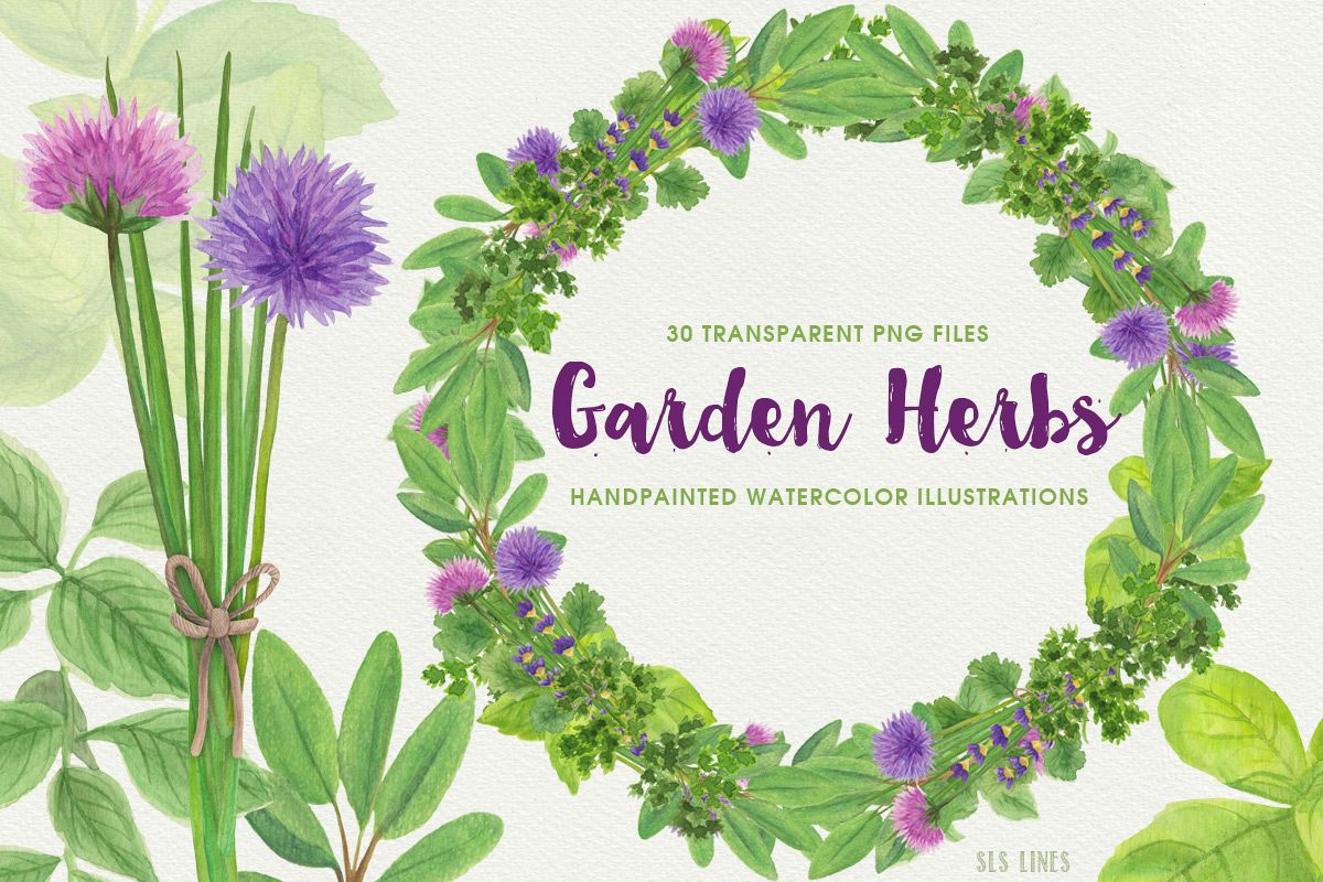 Garden Herbs Watercolor Clipart, PNG example image 1
