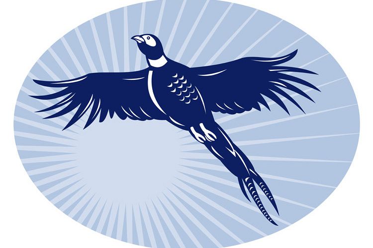 Pheasant bird flying up example image 1