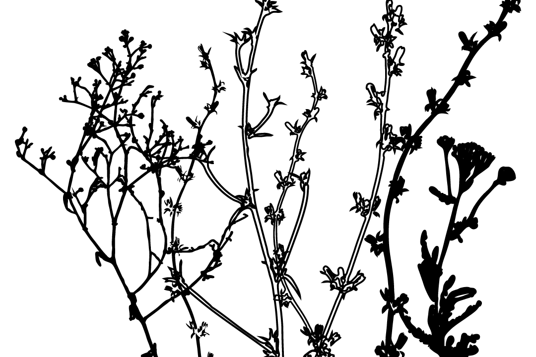 Printable art | Meadow herbs digital poster | grasses and plants botanical illustration | commercial use clipart, svg, eps, jpeg, png example image 1
