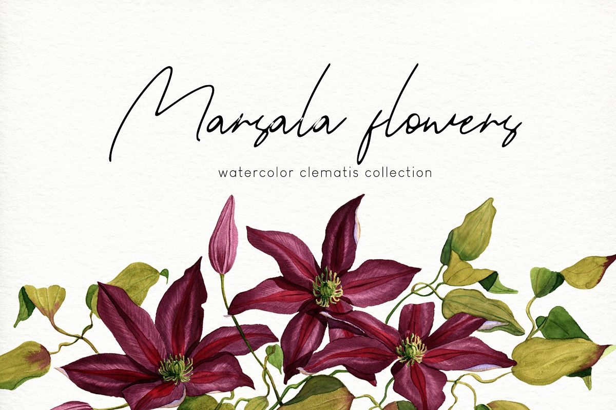 Marsala flowers. Watercolor clematis collection example image 1