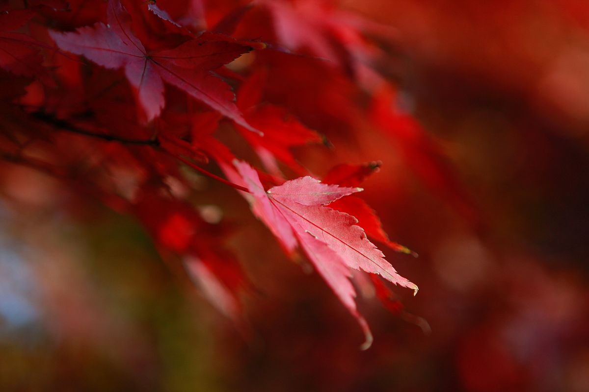 Autumn Leaves #3 example image 1