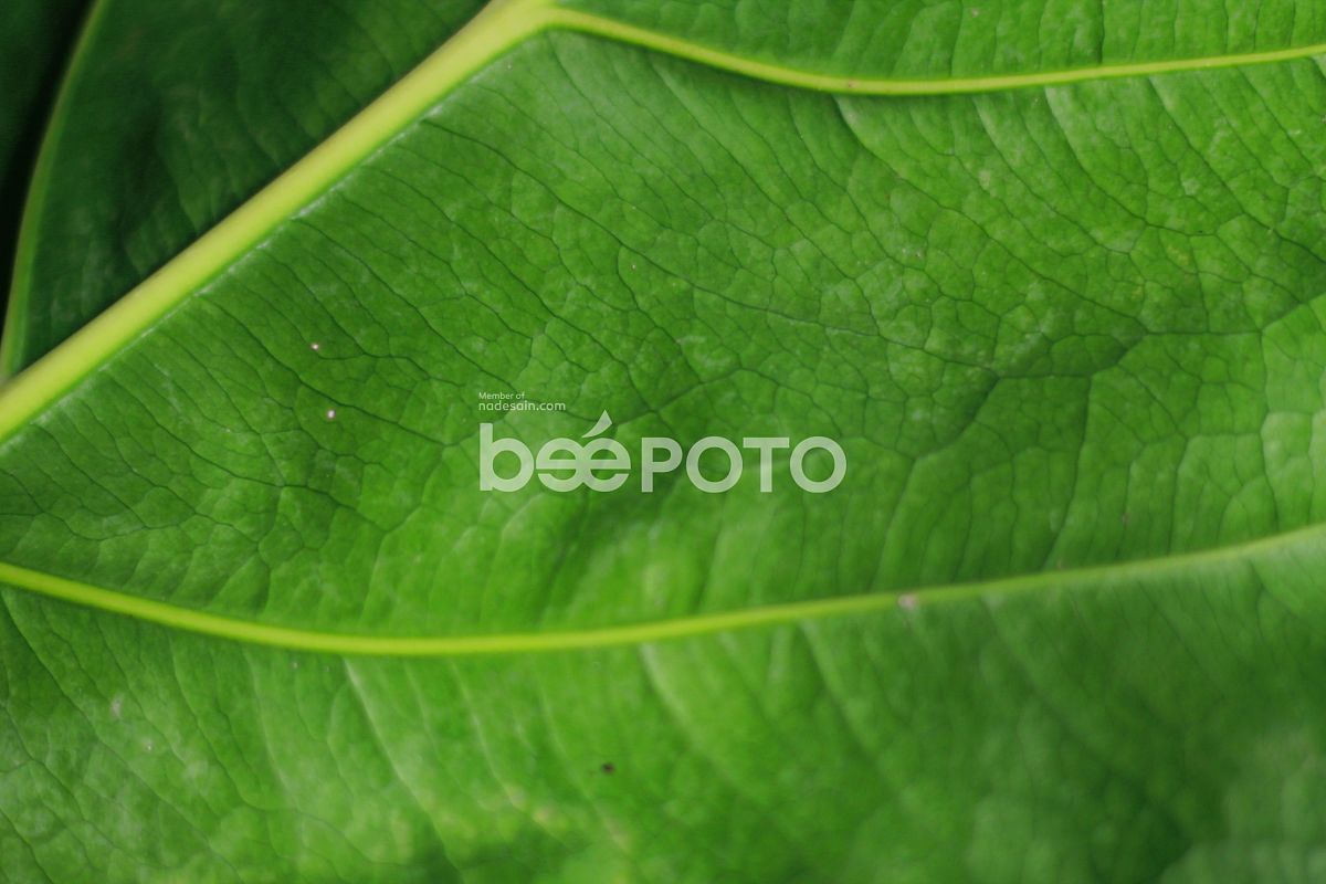 TEXTURE LEAVES example image 1