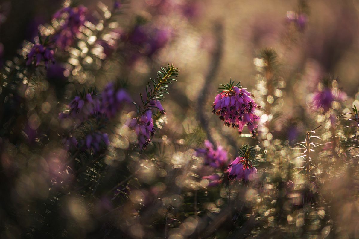 Erica plants in the morning example image 1