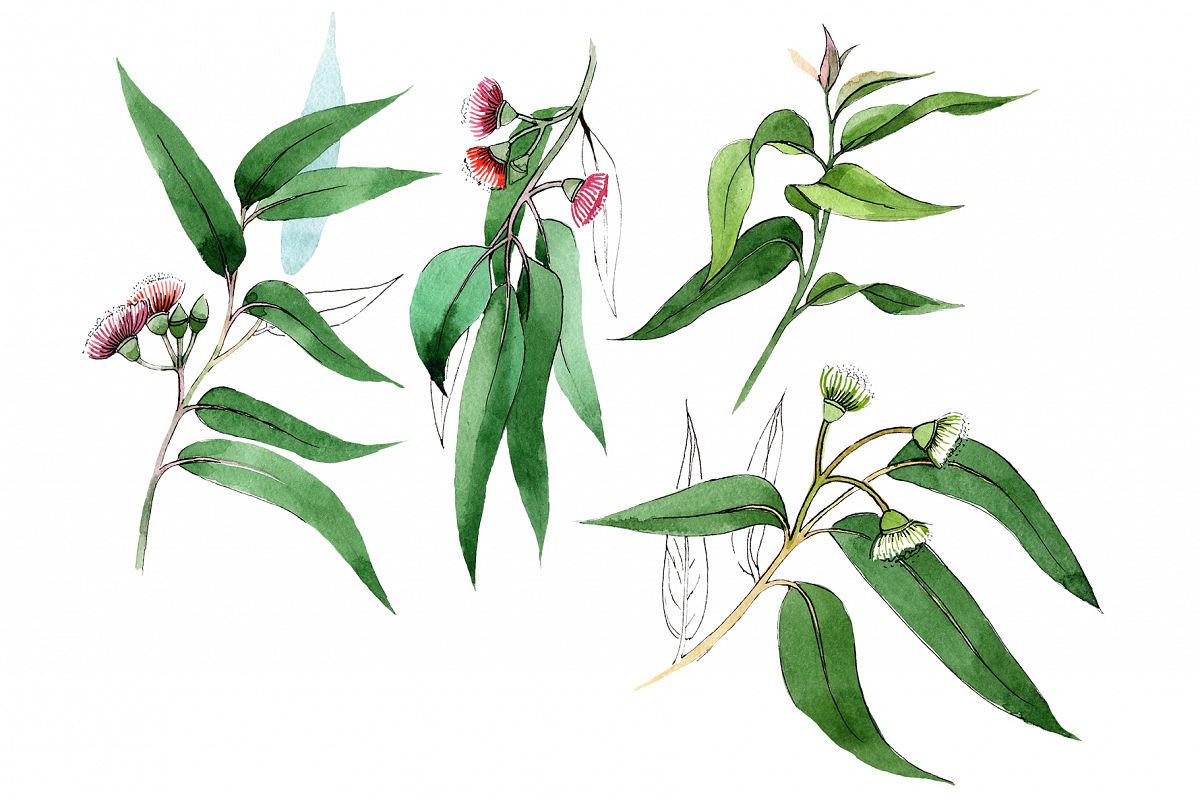 Eucalyptus branch PNG watercolor set example image 1
