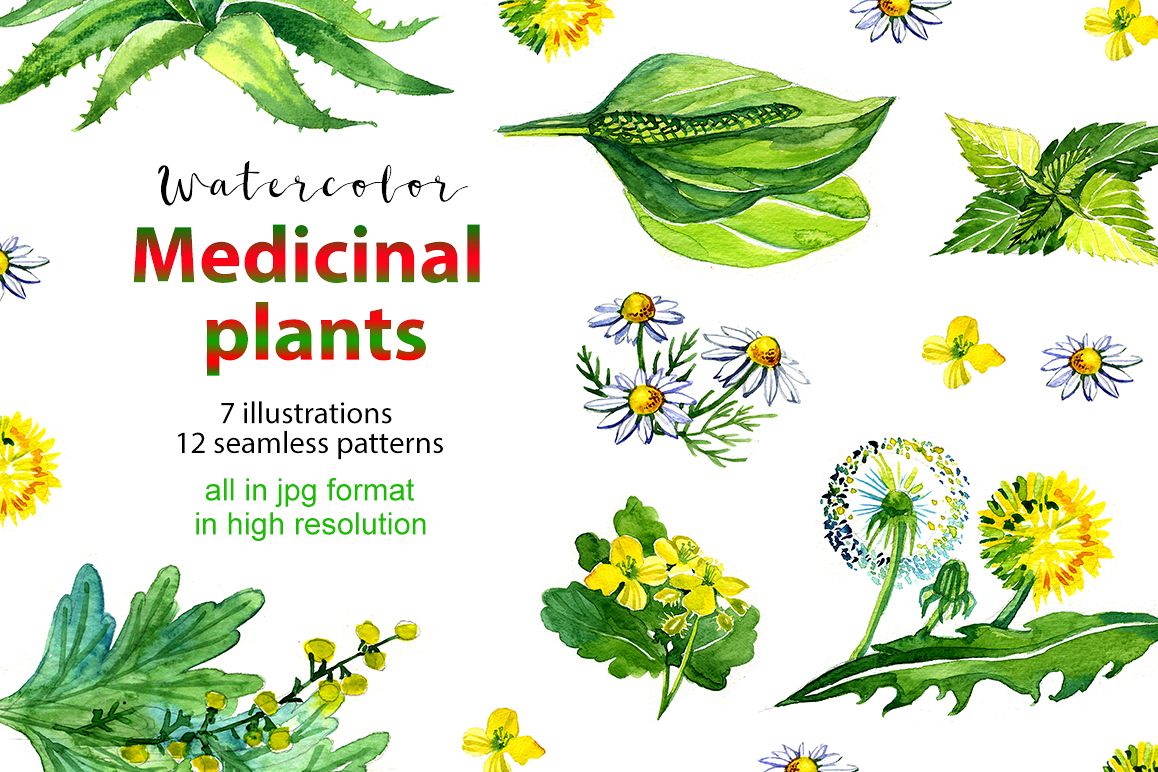 Watercolor medicinal plants set example image 1