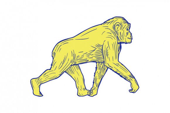Chimpanzee Walking Side Drawing example image 1