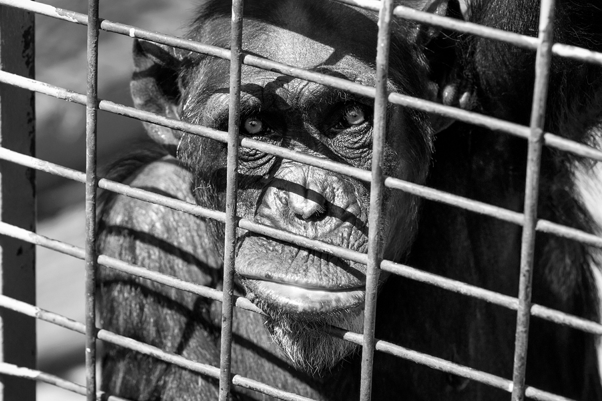 Behind bars example image 1