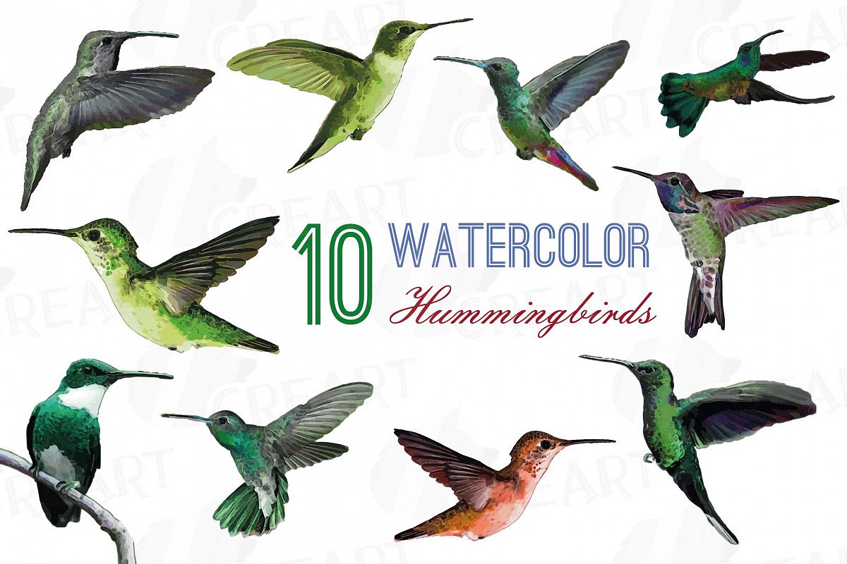 Download Watercolor hummingbirds clip art pack, tropical birds vector