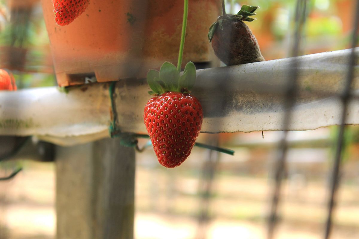 Strawberry example image 1