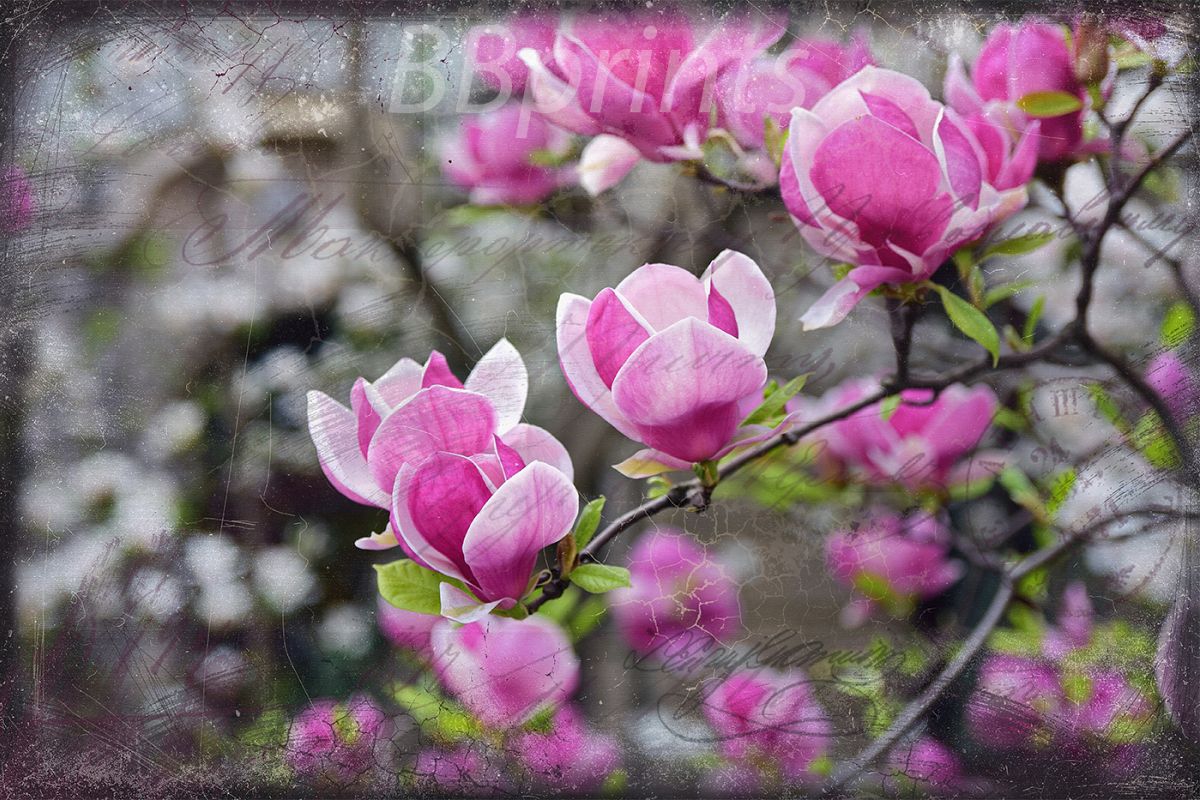 Nature photo, floral photo, spring photo, magnolia photo example image 1