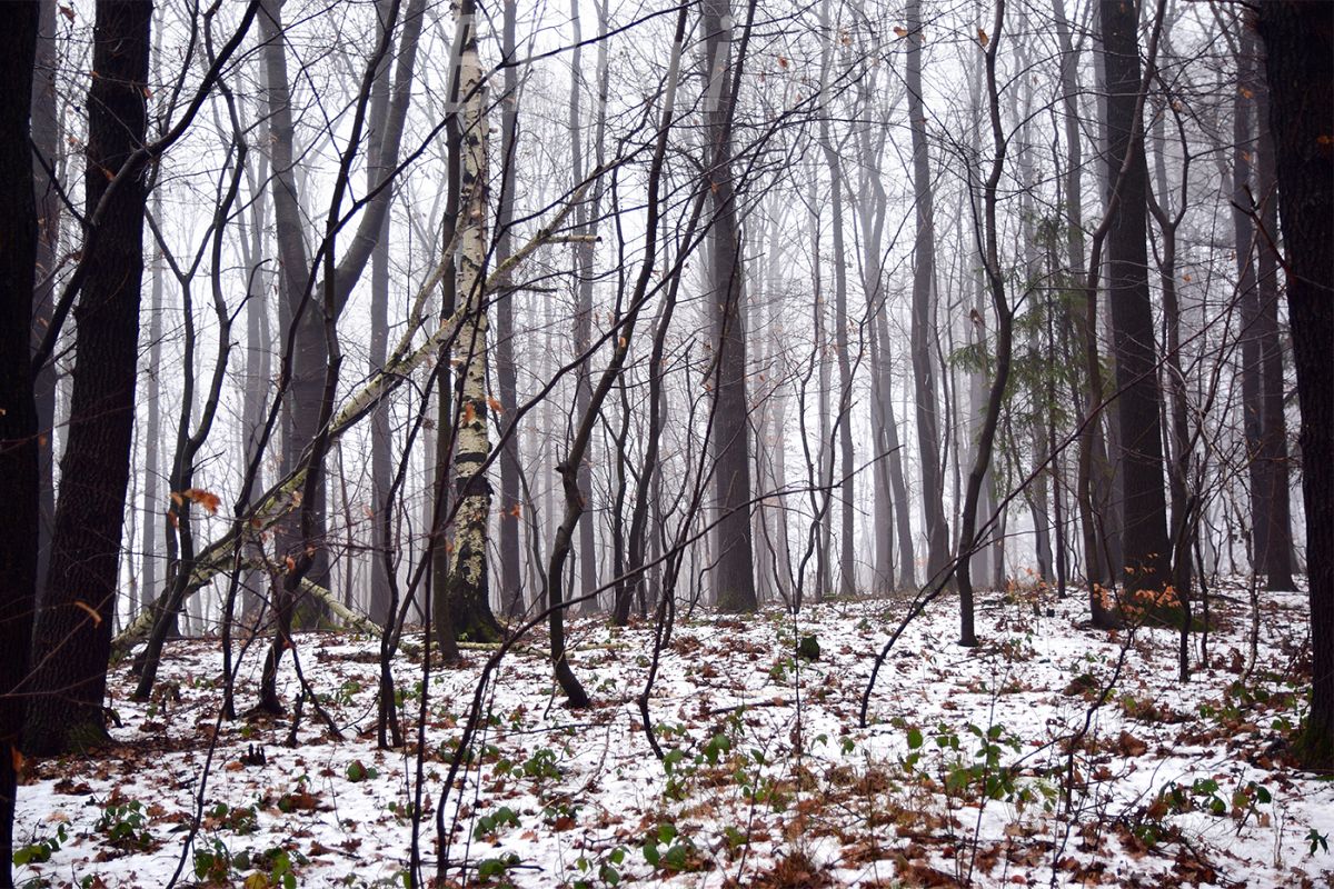 Nature photo, landscape photo, forest photo, winter photo example image 1