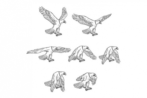 Bald Eagle Flying Drawing Collection Set example image 1