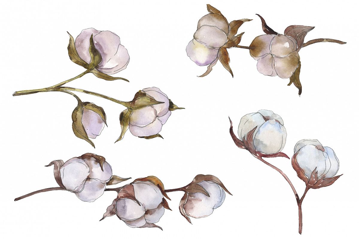 Natural cotton watercolor png example image 1