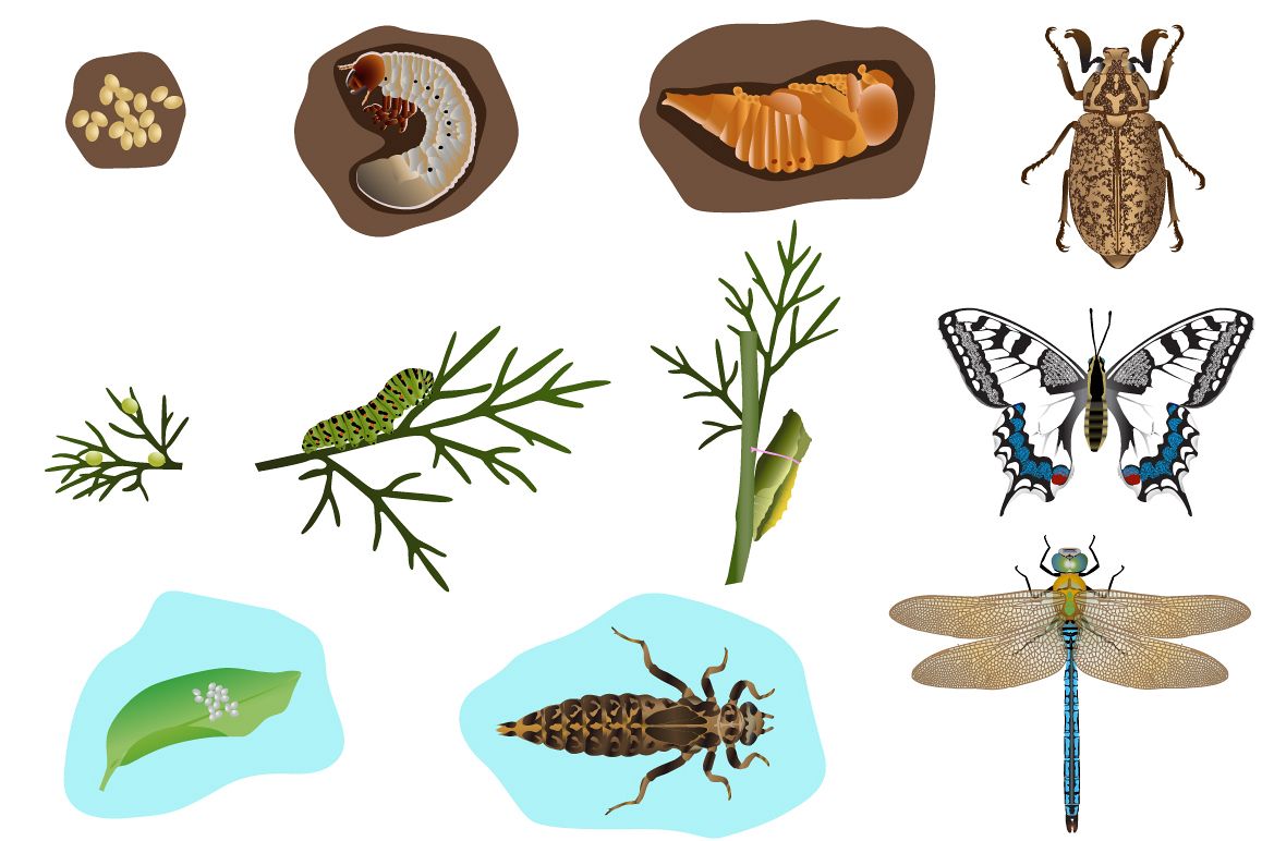 Metamorphosis of insects (64669) | Illustrations | Design Bundles