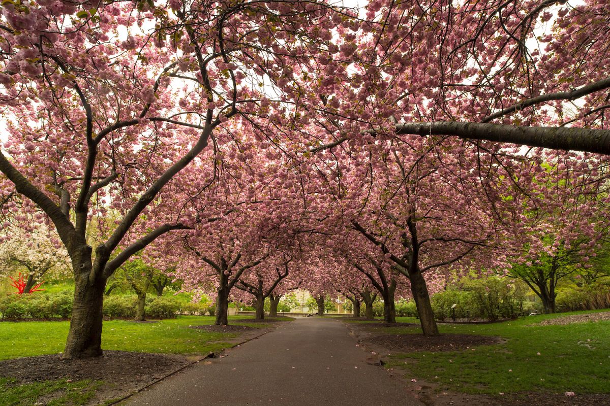 Cherry Blossom Garden