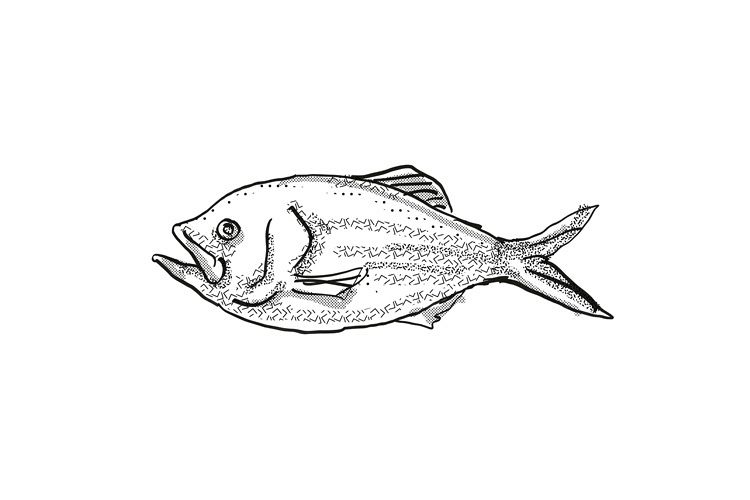 Golden Snapper New Zealand Fish Cartoon Retro Drawing example image 1