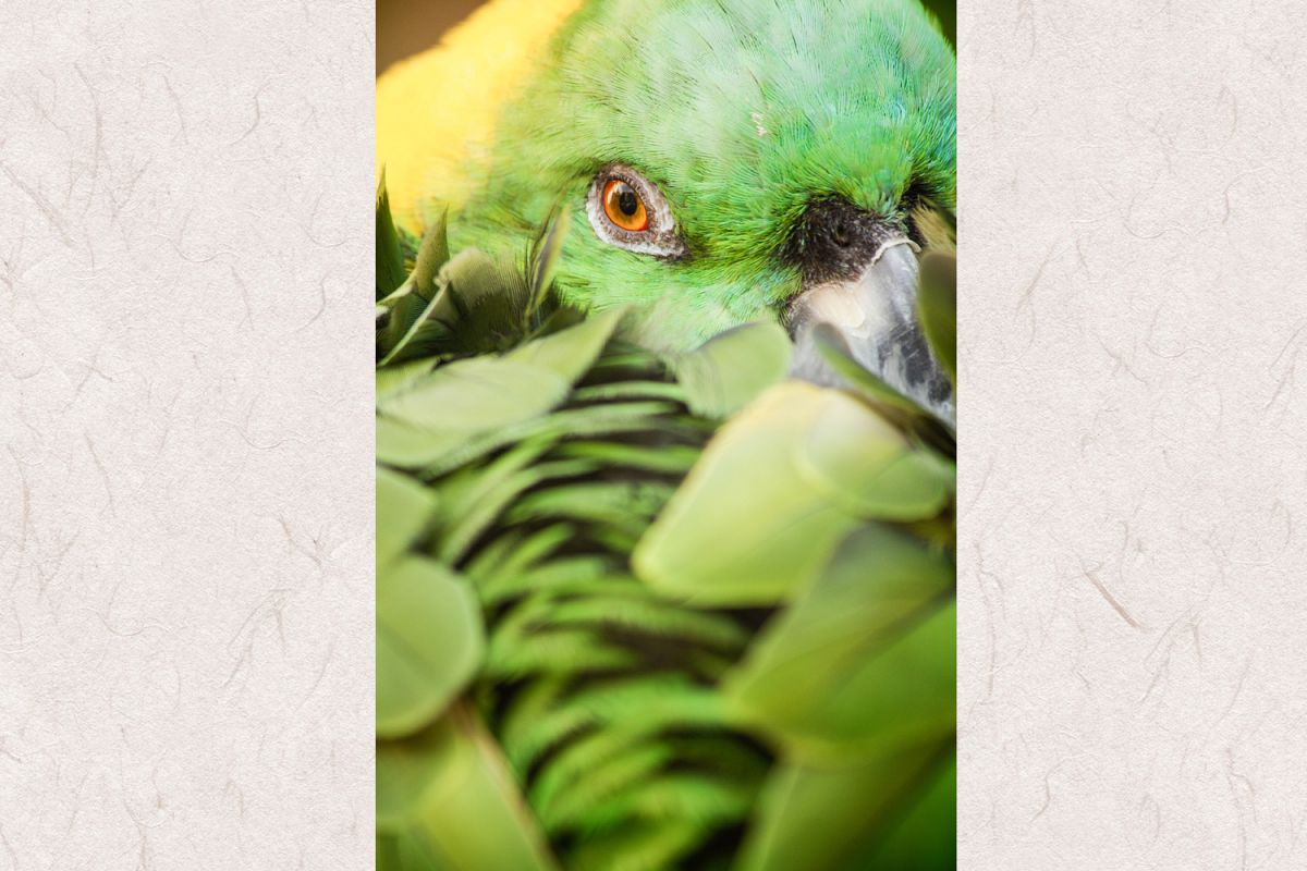 Parrot photo 3 example image 1