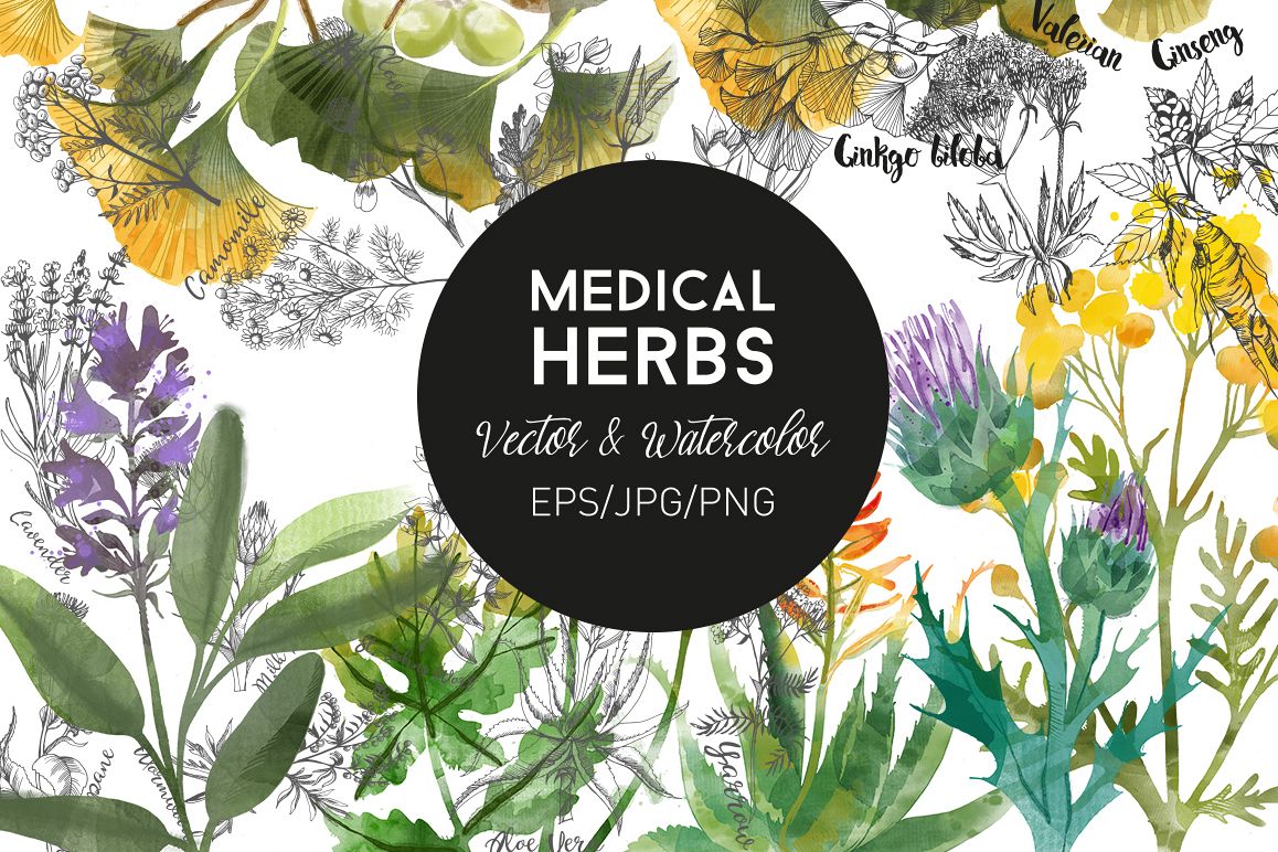 Medical Herbs. Vector & watercolor example image 1