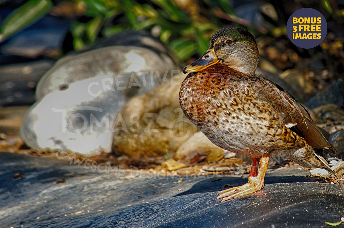 Duck In The Garden - Plus BONUS 3 FREE Images example image 1