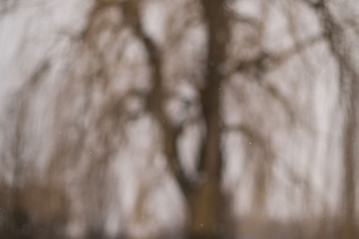 Blurred tree at winter example image 1