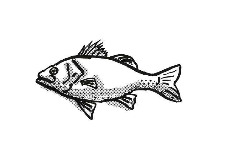 Australian Bass Fish Cartoon Retro Drawing example image 1